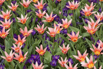 Kaufmanniana Tulips, Waterlily Tulips, Spring Bulbs, Spring Flowers, tulip Verdi, tulip heart's delight, tulip Johann Strauss,tulip Scarlet Baby,tulip  Showwinner,tulip  Stresa,